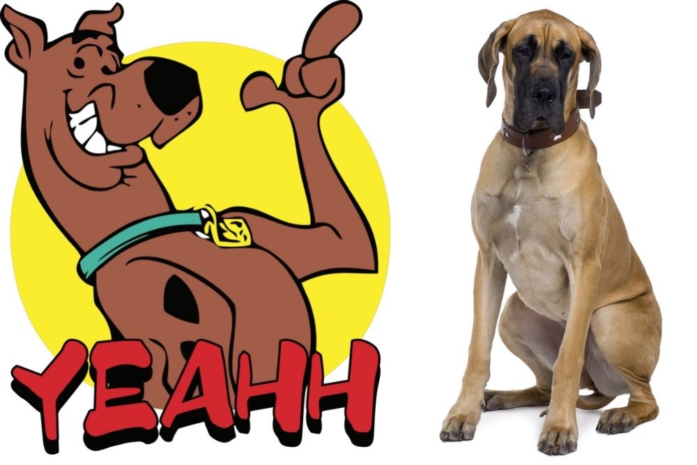 Scooby Doo Great Dane