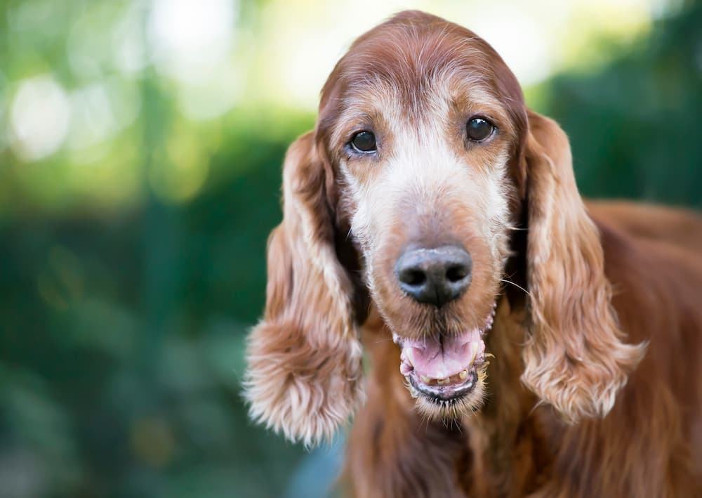sweet elderly spaniel