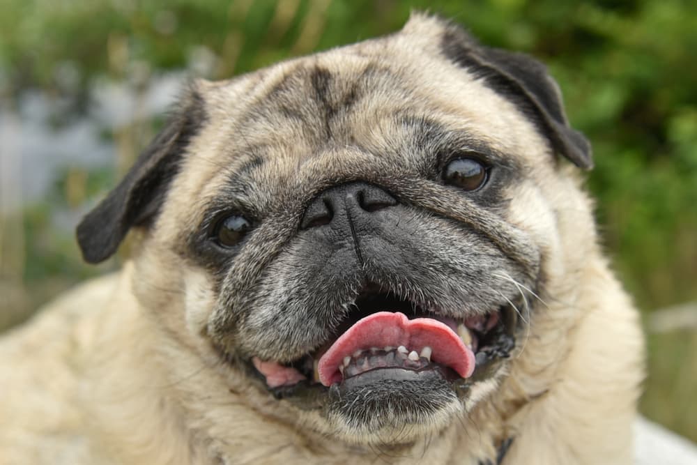 pug smiling for camera