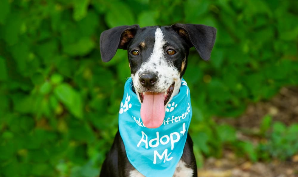 rescue dog quotes that will inspire you