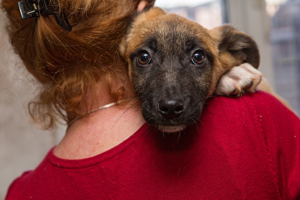 50 Rescue Dog Quotes to Celebrate Second Chances