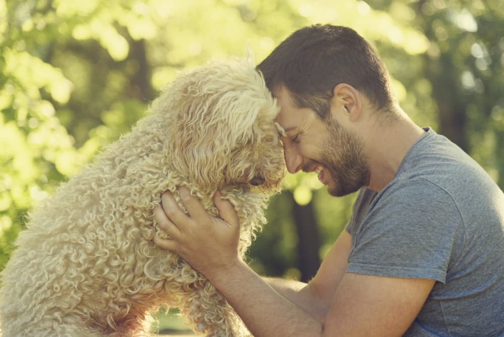 Rescue dogs are hidden treasures waiting to shine.