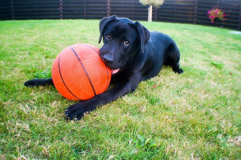 Dog with basketball