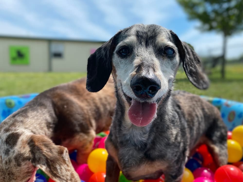 50 Old Dog Quotes to Honor Gray Muzzles