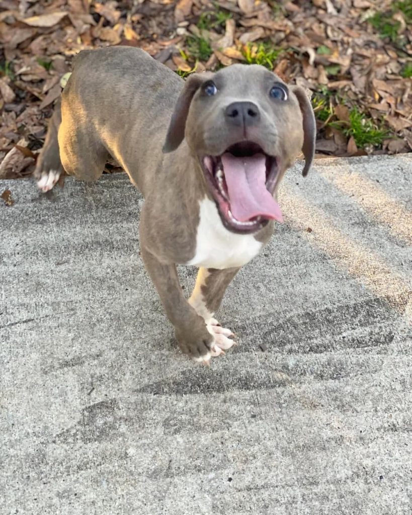 Sweet rescue puppy smiling