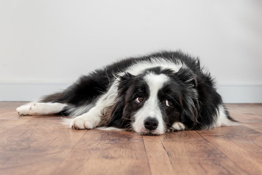 Dog looking up to owner