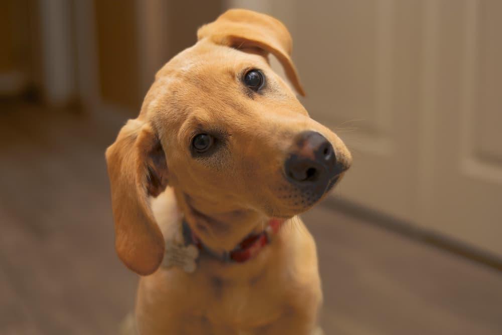 Dog head tilted wondering if candles are bad for dogs