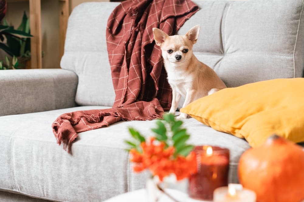 Are Candles Bad for Dogs?