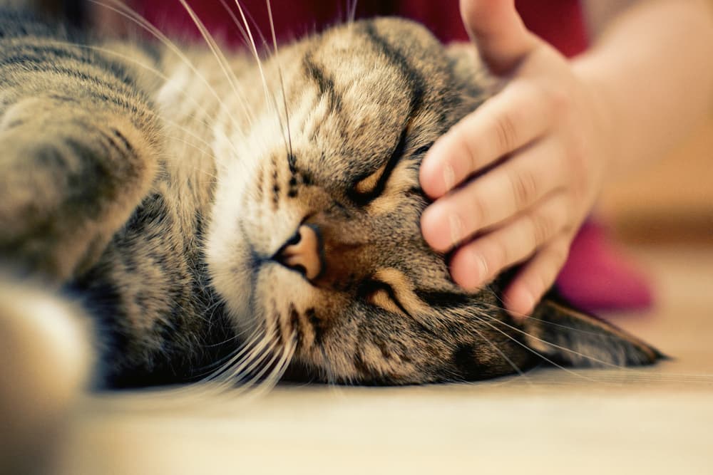 Cat being pet by owner