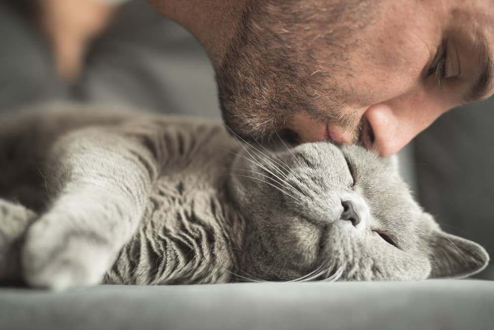 Cat getting a kiss from owner while cat lays down