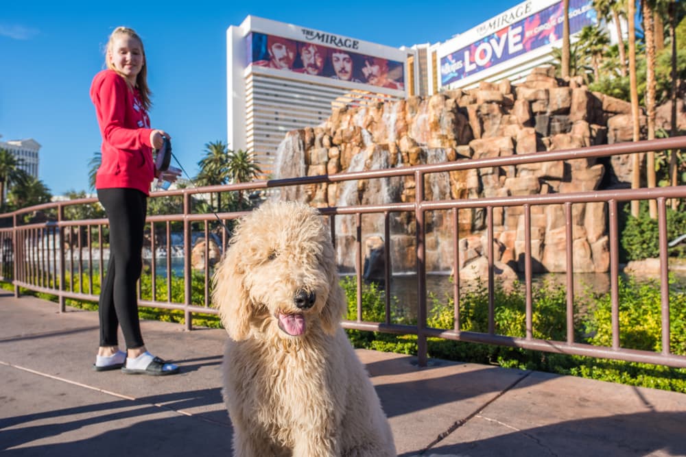 Dog in front of a hotel in Las Vegas