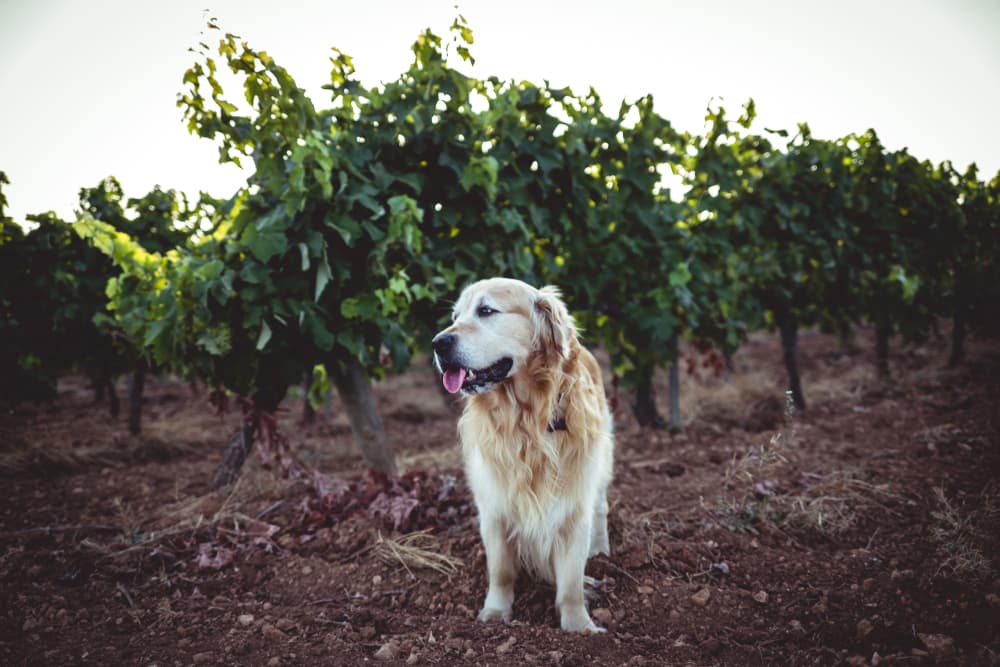 Dog walking through grape vines at a winery