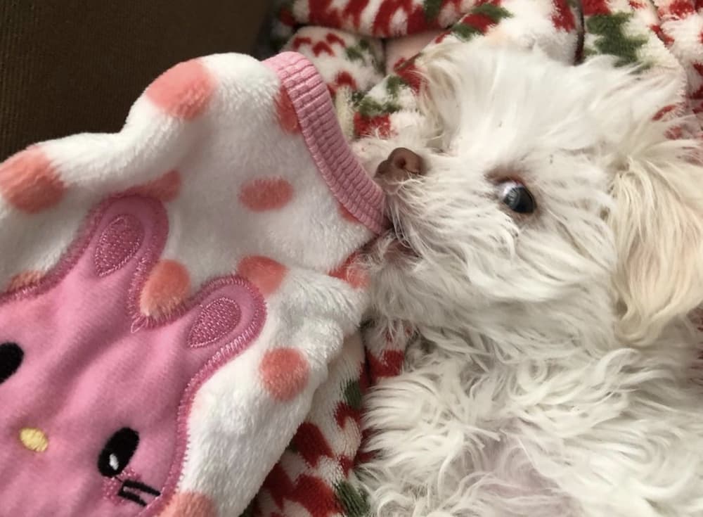 Dog with side eye eating sweater