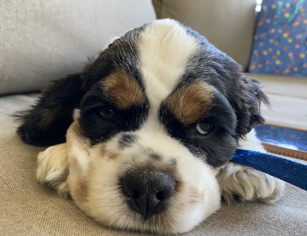 Cute cocker puppy with a side eye look
