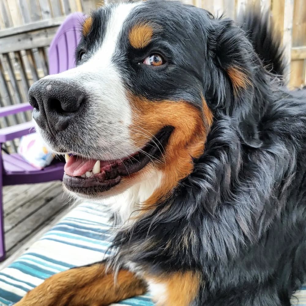 smiling dog shoots a side eye look