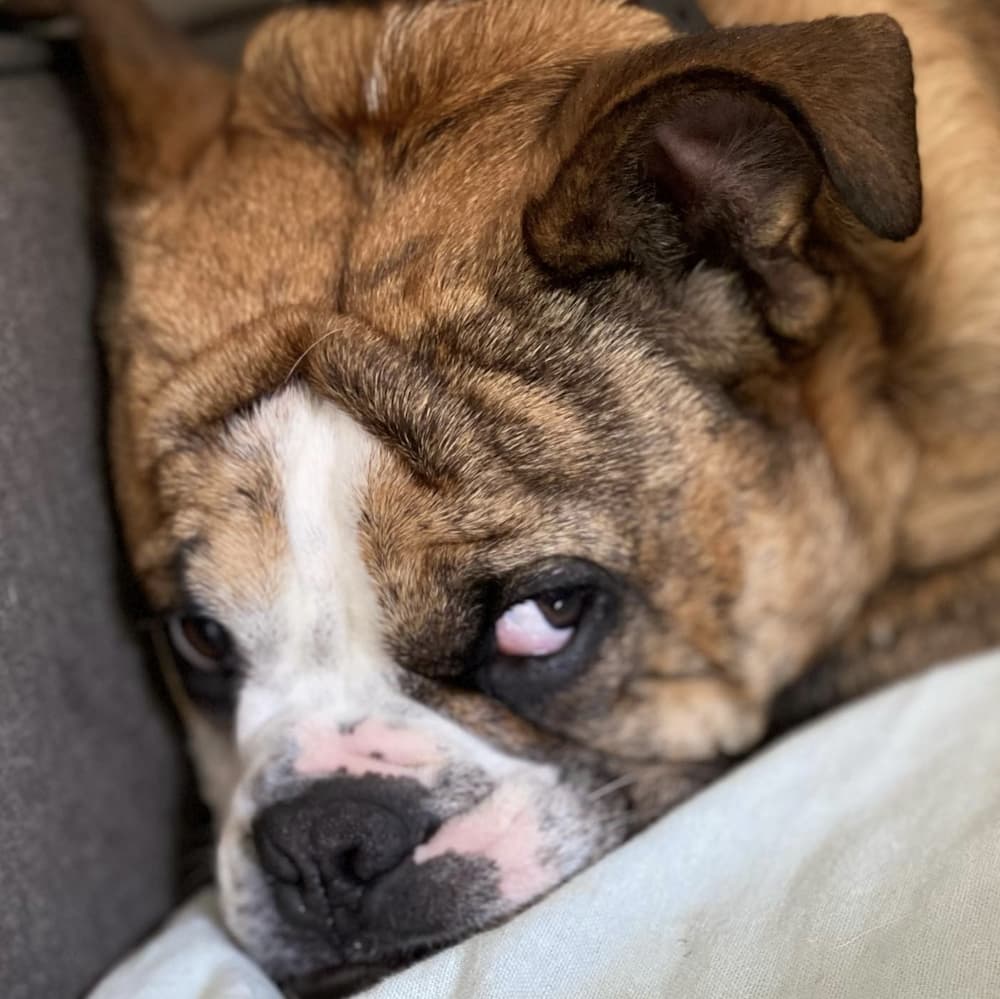 Bulldog looks cute