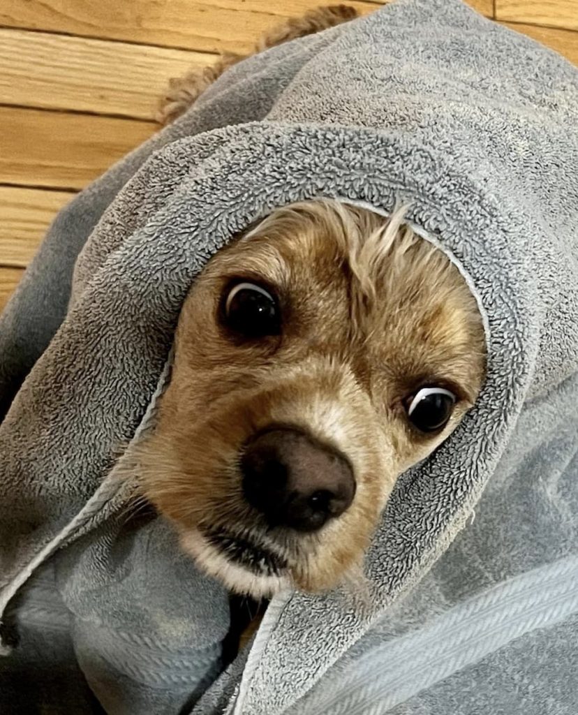 Cocker spaniel in bath towel