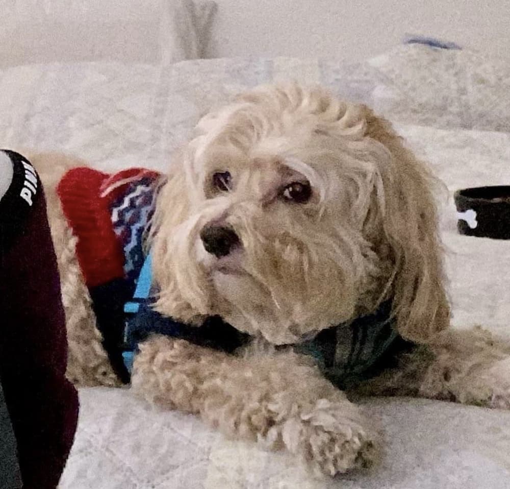 Small dog does a side eyes look