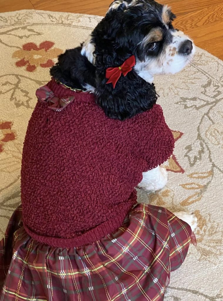 Cocker in a dress looks cute