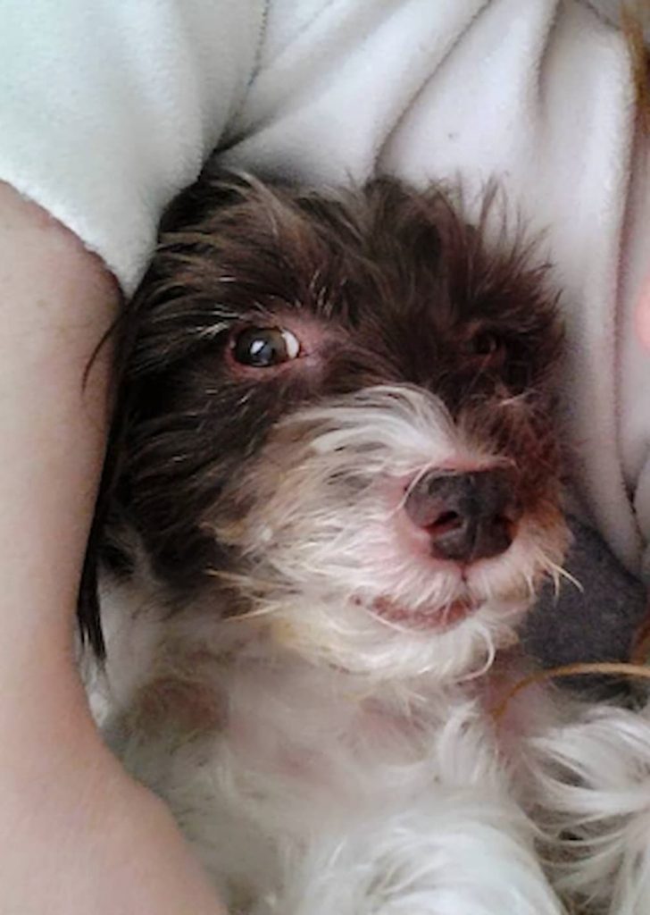 Smiling little dog