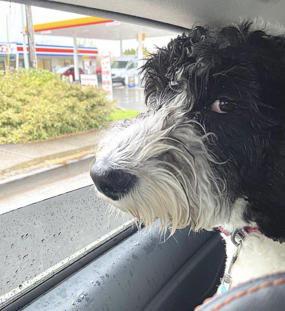 Doodle dog looking out window