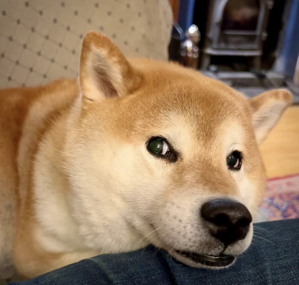 Shiba inu glancing