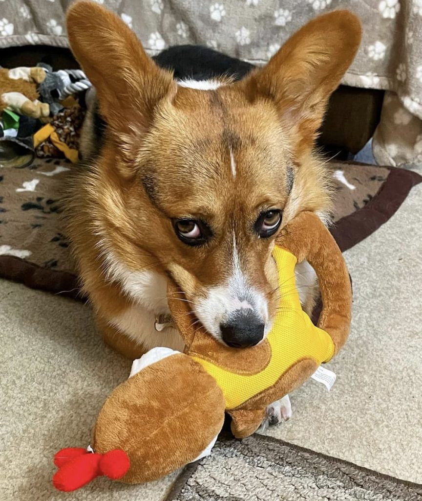 Corgi gives owner a side look
