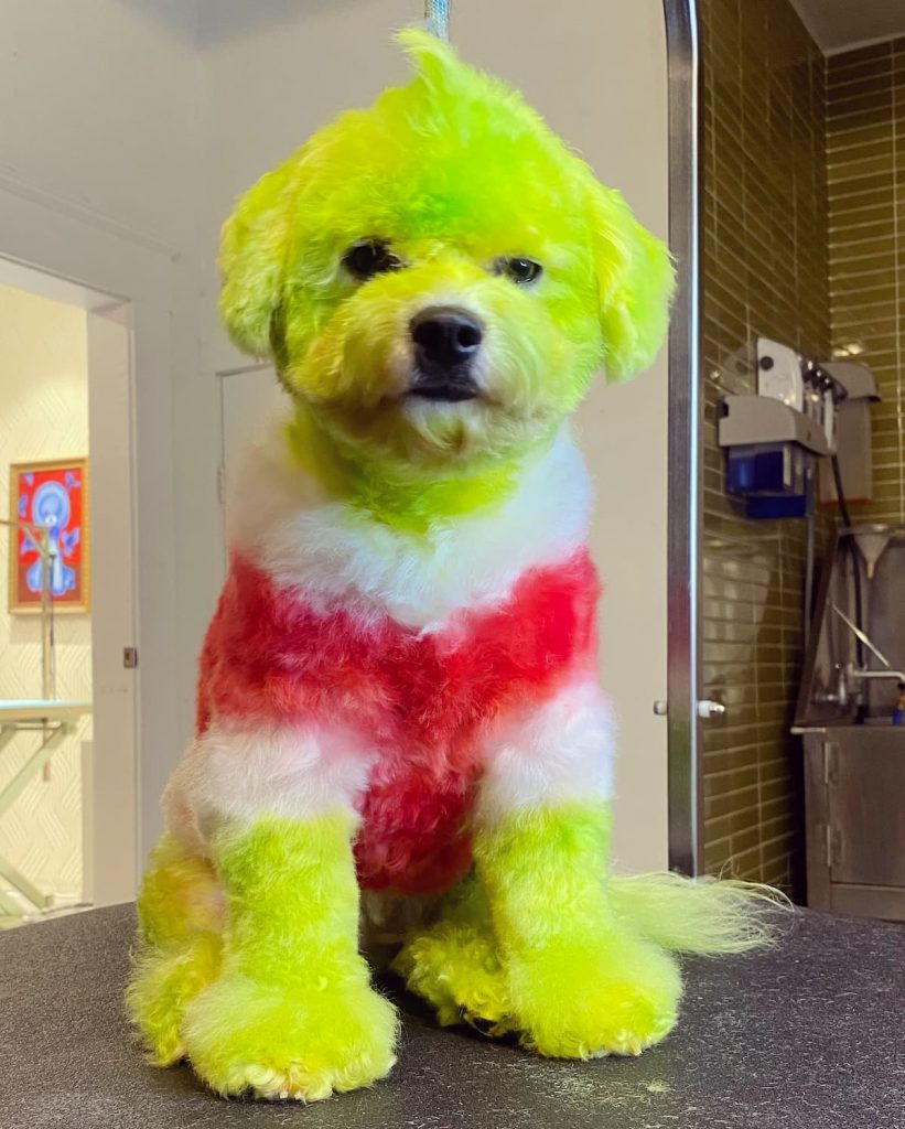Dog as the grinch