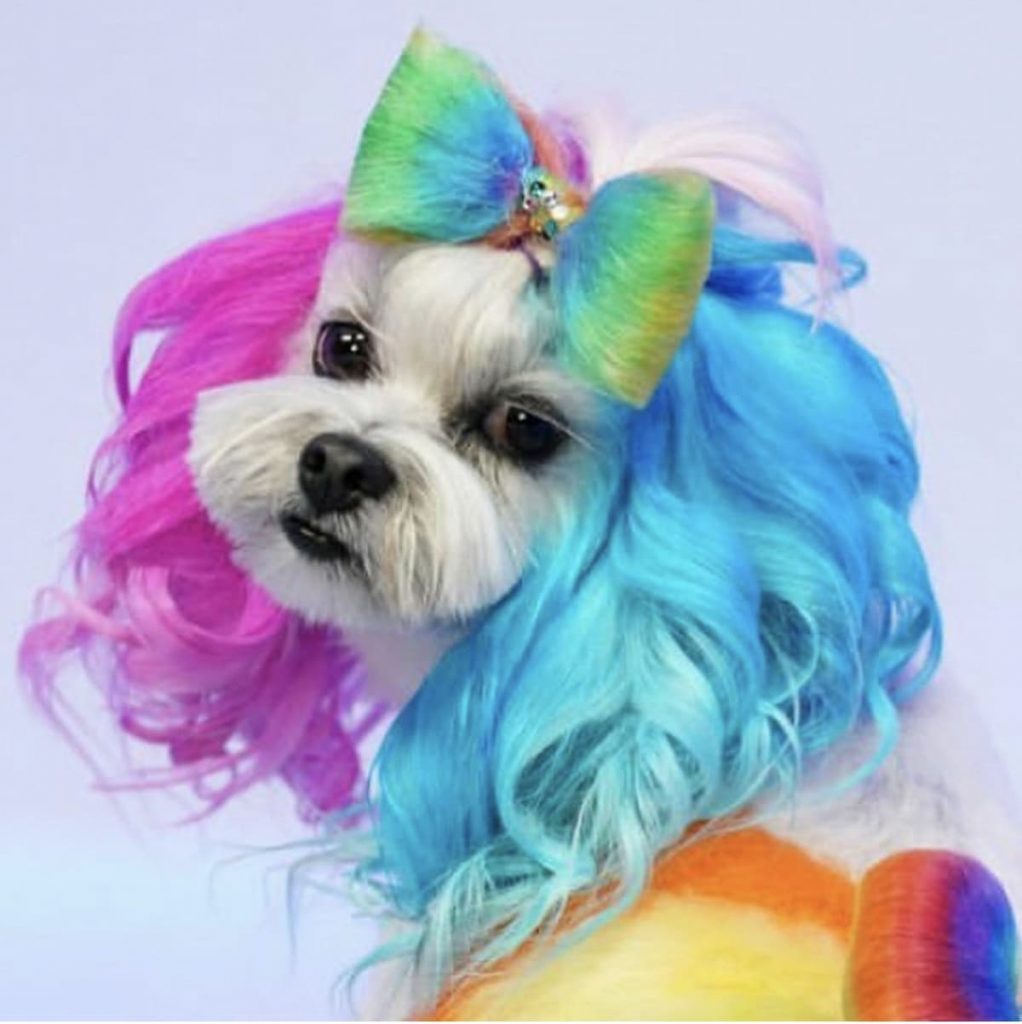 A beautiful dog got groomed