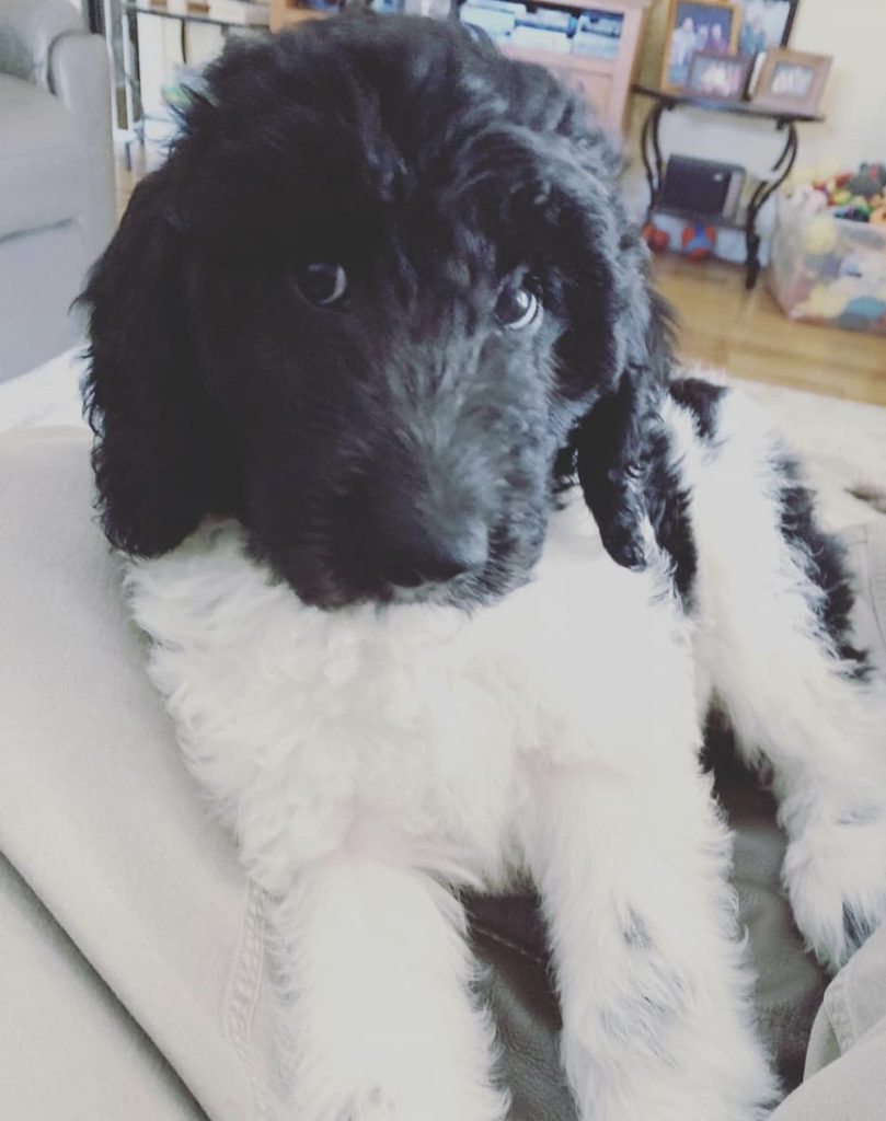 Fluffy pup staring