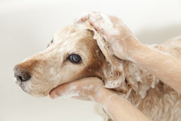 Dog looking up confused at camera while being bathed with shampoo