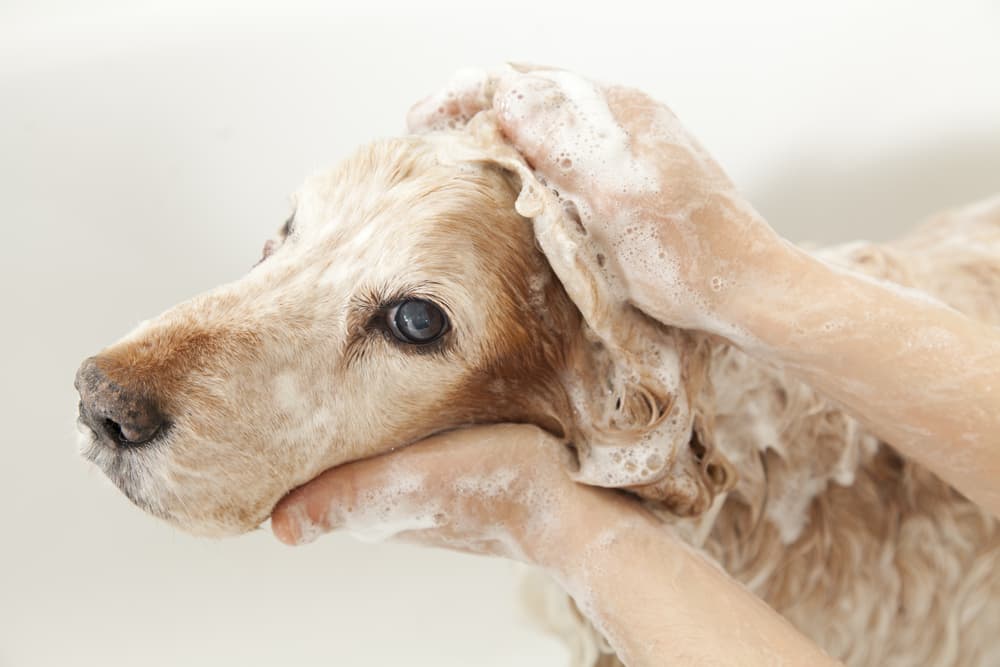 Can I Use Baby Shampoo on My Dog?