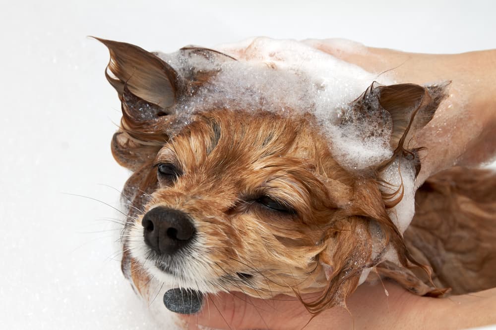 Dog getting head massage while shampoo in bath