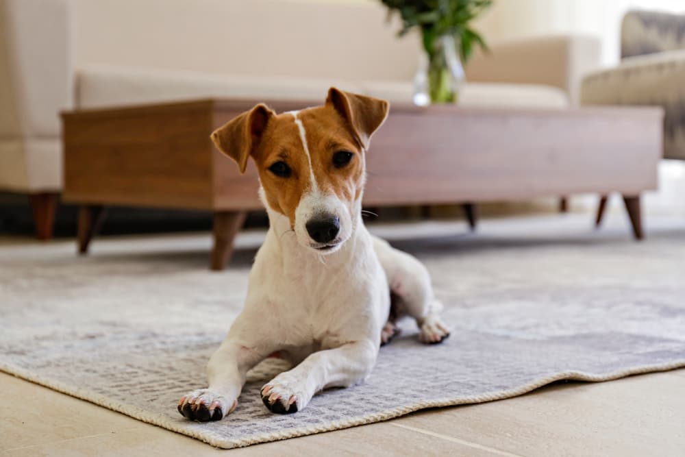 Dog head tilted on rug at home in living room