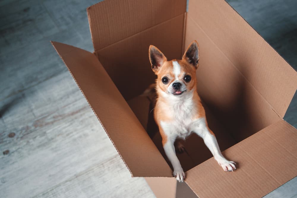 Dog playing in a cardboard box
