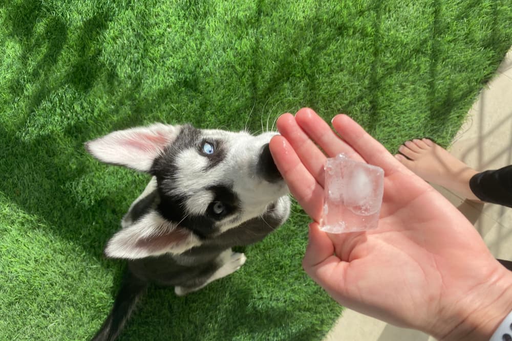 Dog getting an ice cube