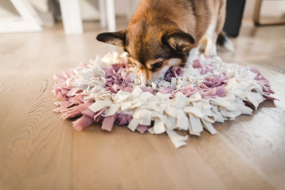 DIY Dog Puzzles: 5 to Try at Home