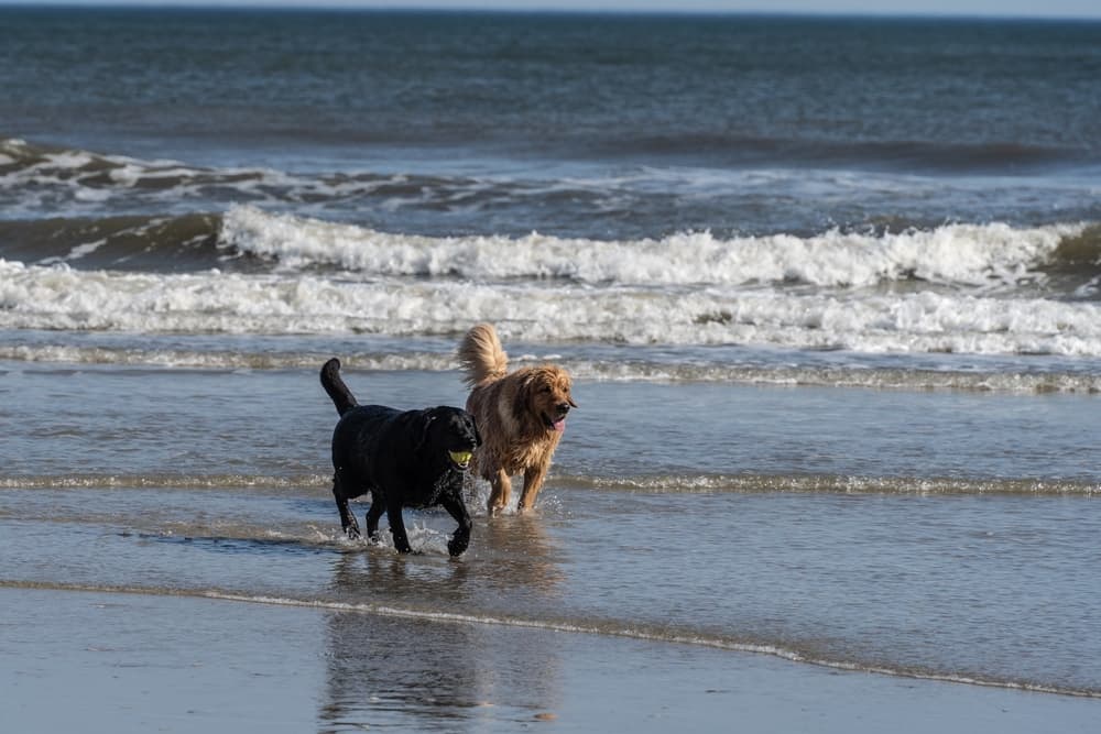 Two dogs running on a beach in New Jersey