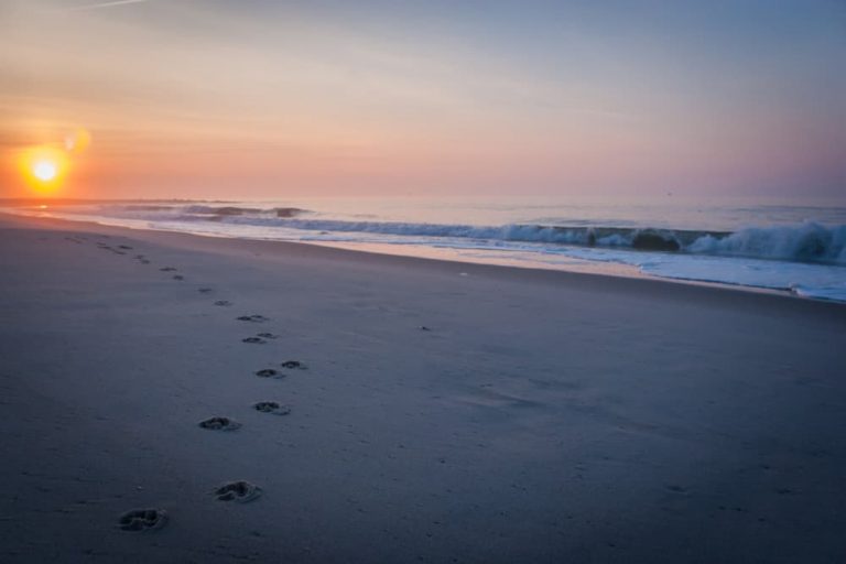 Dog footprints on a beach in Cape May New Jersey