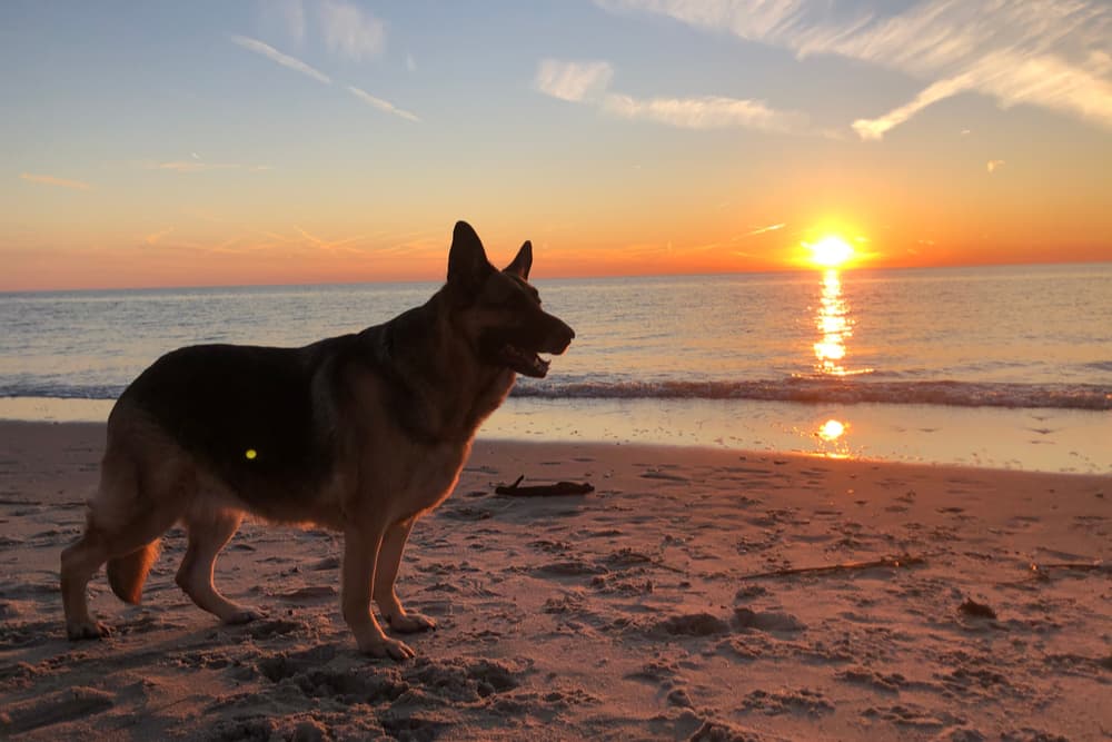 Happy dog on the beach in New Jersey at sunset
