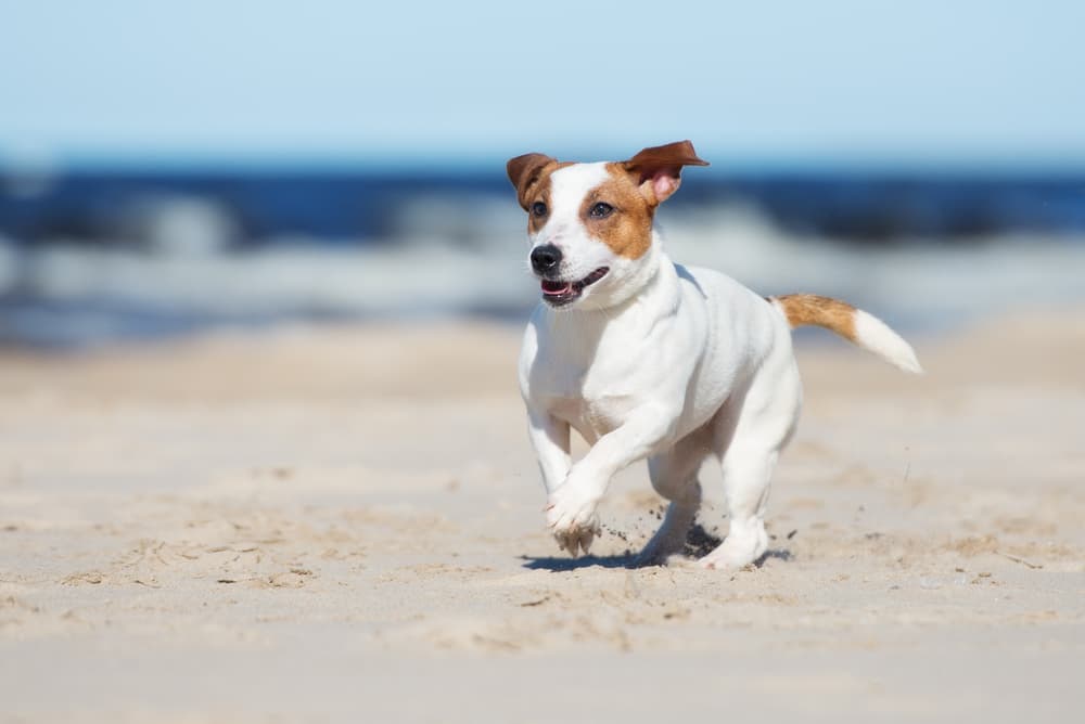Dog running happy on the dog beach