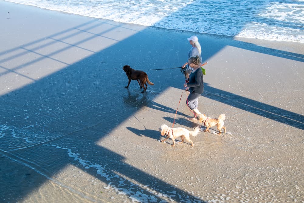 Happy dogs walking on the beaches in New Jersey