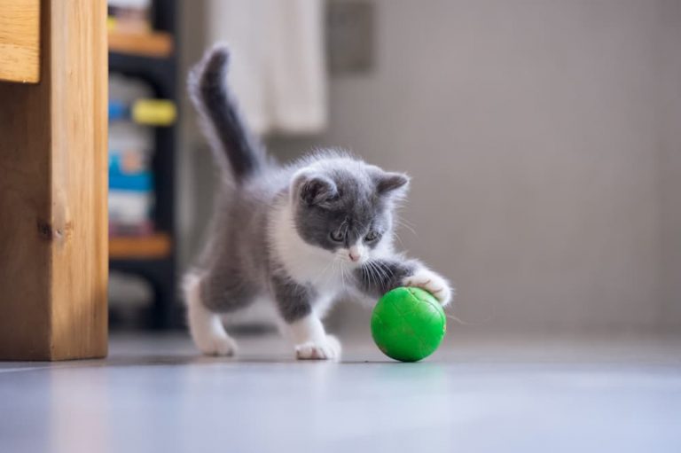 Cat playing fetch with a ball