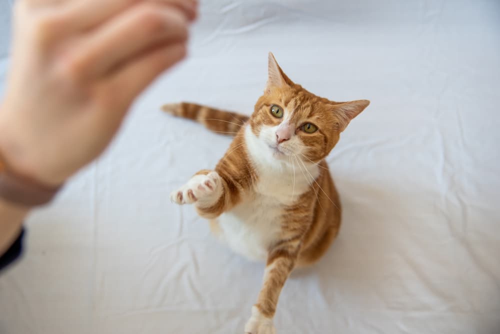 Cat getting a treat from owner