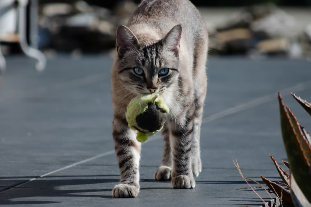 Cat walking with a ball playing fetch