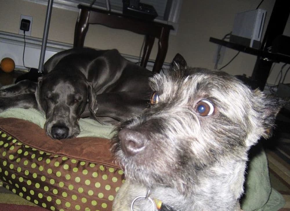 Two dogs look cute together