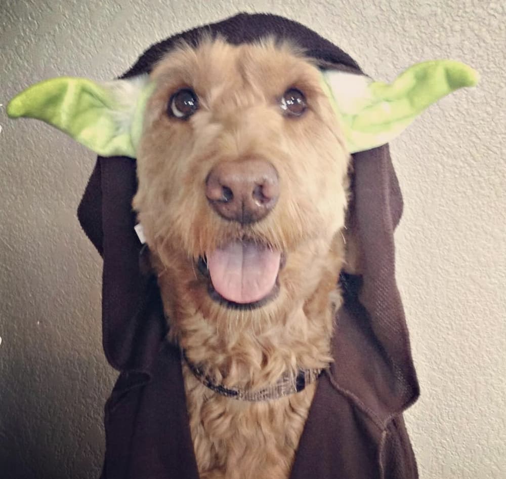 Yoda dog looks cute with side eyes