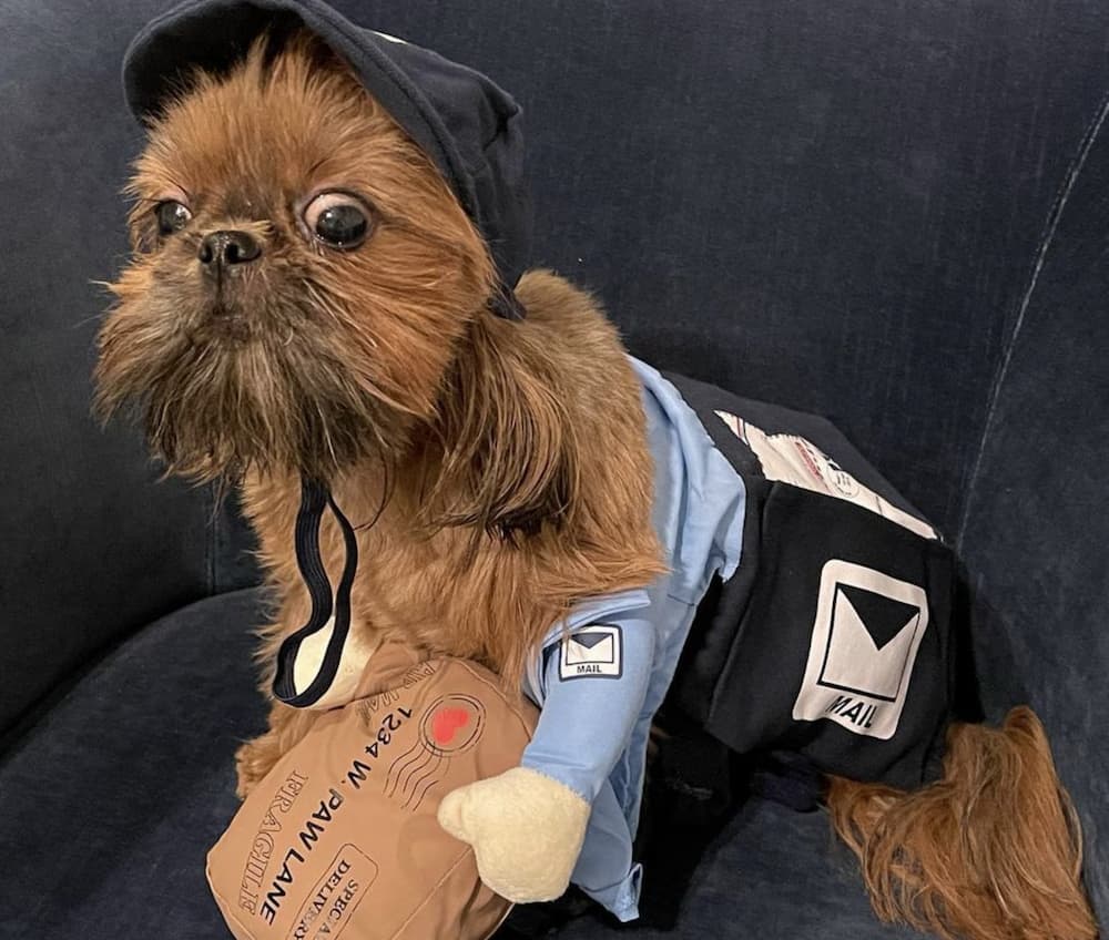 Cute mail carrier dog