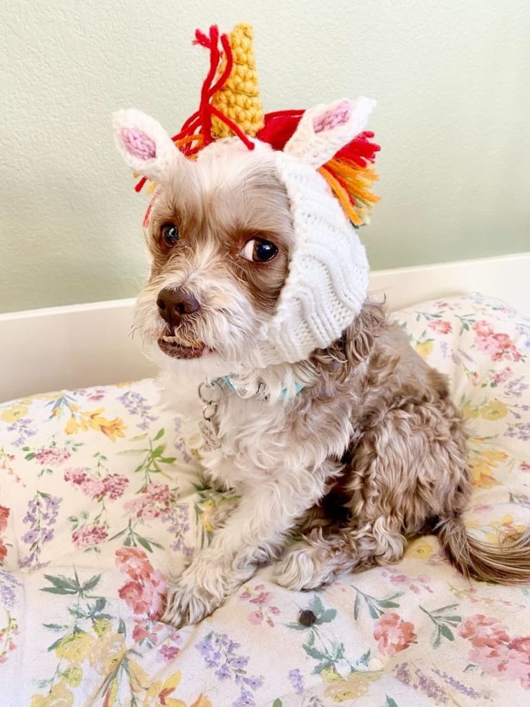 Unicorn dog with side eye