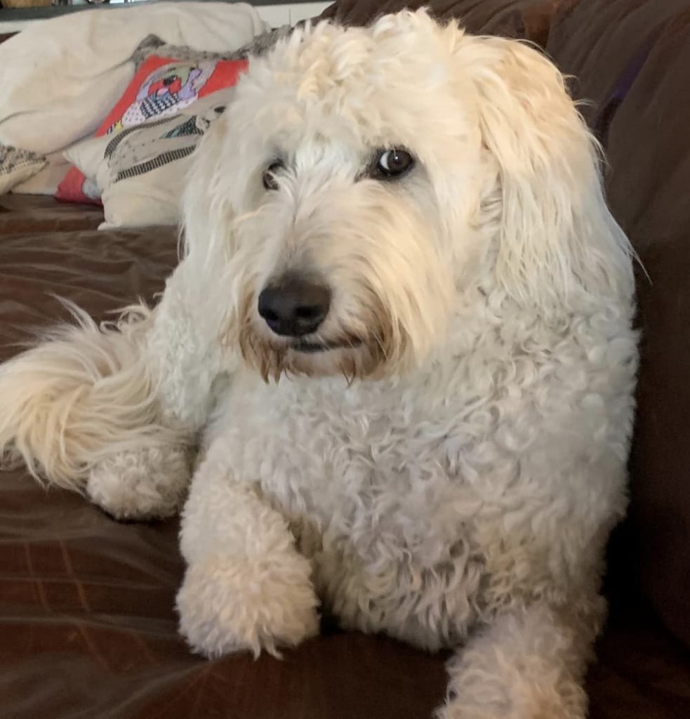 Look from cute dog
